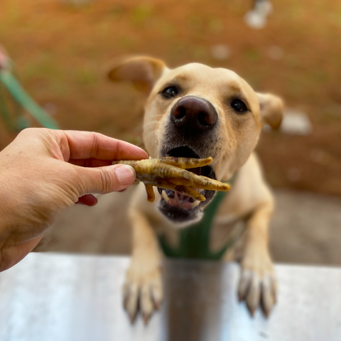 Chicken Feet Dog Treat