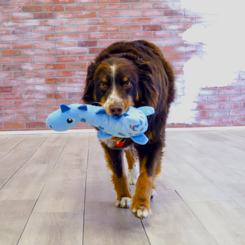 Dynos Roars Blue