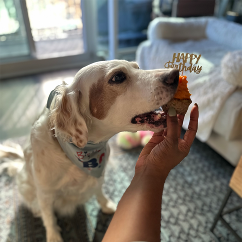Pupcakes