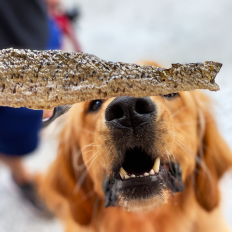 Salmon Skin Dog Treat