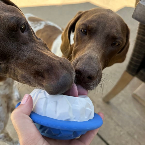 Polar Lickable Dish