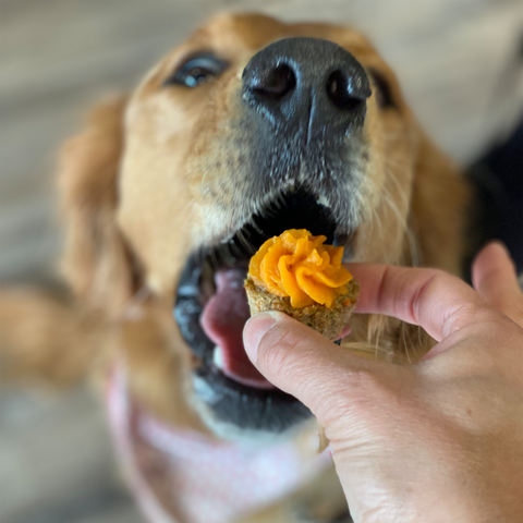 Pupcake Minis