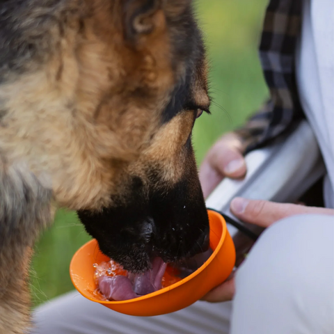 Water Bottle with Flip Up Bowl
