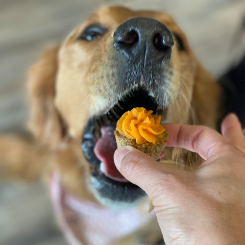 Barkday Cakes + Pupcakes