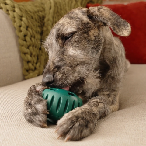 Pupsicle